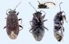 Stygnocoris fuligineus